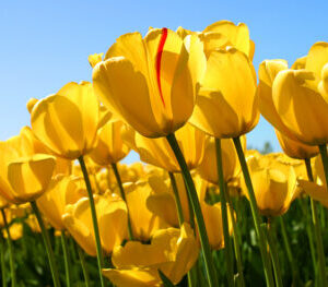 Tulips